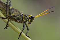 Lubber Grasshopper (Chromacris sp) close-up, Costa Rica