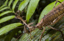 Newly discovered, yet unnamed Katydid, Costa Rica