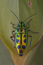 Shield Bug (Acanthosomatidae) on leaf, Guinea, West Africa