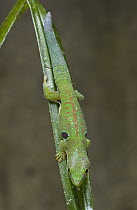 Diurnal Green Gecko (Phelsuma ocellata) camouflaged on leaf, Madagascar