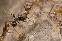 Weaver Ant (Oecophylla longinoda) two workers killing a worker Harvester Ant (Pheidole sp), Guinea