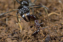Safari Ant (Dorylus sp) attacking a much larger Matabele Ant (Pachycondyla analis), Guinea