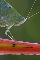 Leaf Katydid (Hyperphrona irregularis) profile, Costa Rica