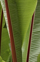 Detail of large plant leaves in the rainforest