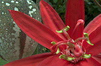 Passion Flower (Passiflora sp) blossom with fruit in the background, Costa Rica