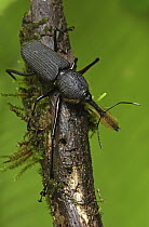Bearded Weevil (Rhinostomus barbirostris) species displays interesting sexual polymorphism, Costa Rica