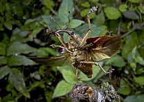 True Weevil (Curculionidae) flying, Costa Rica
