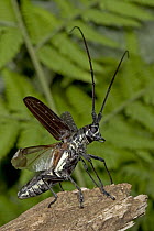 Longhorn Beetle (Cerambycidae) preparing to take off, Costa Rica