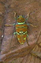 Longhorn Beetle (Cerambycidae) a diurnal species with bright coloration, Guinea, West Africa