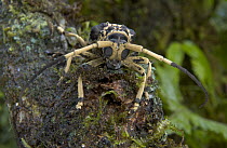 Longhorn Beetle (Cerambycidae) portrait on mossy log, Madagascar