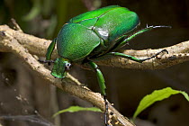 Golden Chaffer Beetle (Dicronorrhina micans) Guinea, West Africa