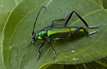 Longhorn Beetle (Cerambycidae) on leaf, Guinea, West Africa