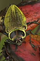 Metallic Wood-boring Beetle (Euchroma gigantea) portrait, Costa Rica