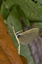 Costa Rican Walking Stick (Metriophasma diocles) showing dark false eye spot on its hind wings during a startle display, Costa Rica