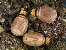 Goliath Stick Insect (Eurycnema goliath) eggs resemble seeds, Australia
