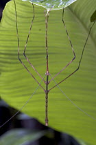 Stick Insect (Bacteria sp) hanging from underside of leaf, Costa Rica