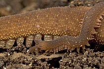 Velvet Worm, modern Velvet Worms appear to be remarkably similar to fossil forms dating back as far as the Cambrian Era, 530 million years ago, Queensland, Australia