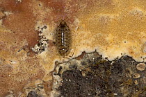 Woodlouse (Isopoda) portrait, Costa Rica