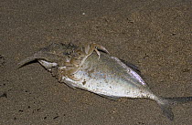 Ghost Crab (Ocypode quadrata) feeding on a dead fish, Costa Rica