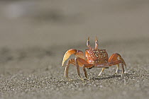 Ghost Crab (Ocypode quadrata) patrolling a beach on the Pacific coast of Costa Rica in search of small animals or carcasses of fish washed ashore, Costa Rica