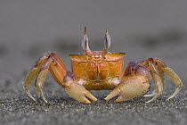 Ghost Crab (Ocypode quadrata) fully alert male scanning the horizon for mates and rivals, Pacific coast, Costa Rica