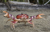 Black Land Crab (Gecarcinus ruricola) bright coloration combined with a pair of powerful claws make for a convincing threat display, Costa Rica