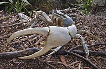 Blue Land Crab (Cardisoma guanhumi) male, sporting giant claws used in territorial combat, Dominican Republic
