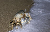 Blue Land Crab (Cardisoma guanhumi) female, cautiously approaching the edge of the beach to release her eggs during full moon, Dominican Republic