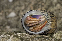 Hermit Crab (Dardanus sp) emerging from its shell, Hispaniola