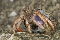 Hermit Crab (Dardanus sp) emerging from its shell, Hispaniola