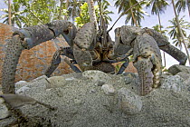 Coconut Crab (Birgus latro) the largest terrestrial invertebrate capable of stripping the husk off and opening coconuts, they have also been seen cracking the extremely hard shells of macadamia nuts,...