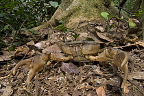 Lobster Claw Crab (Liberonautes latidactylus) female, scouting the forest floor, Guinea, West Africa