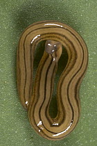 Planarian (Planariidae) the only members of the Flatworm family (Platyhelminthes) an aquatic dwelling group that has adapted to live and move on land by the action of a strip of powerful, closely spac...