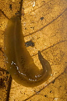 Planarian (Planariidae) the only members of the Flatworm family (Platyhelminthes) an aquatic dwelling group that has adapted to live and move on land by the action of a strip of powerful, closely spac...