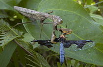Blue Dragonfly (Palpopleura portia) falling victim to an even larger hunter, an African Savannah Mantid (Polyspilota aeruginosa), Guinea