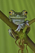 Canal Zone Treefrog (Hypsiboas rufitelus) perching on stem, Costa Rica