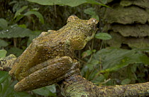 Old World Tree Frog (Chiromantis sp) camouflaged on limb, Guinea, West Africa