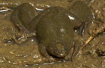 African Clawed Frog (Xenopus laevis) aquatic frog species rarely seen out of water, Guinea, West Africa