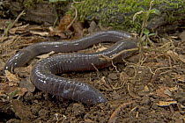 Caecilian (Gymnophis multiplicata) a vertebrate which is almost exclusively subterranean, rarely emerging to the surface, Costa Rica