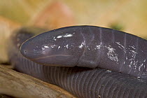 Caecilian (Gymnophis multiplicata) a small bump or chemosensory tentacle sits where the eye should be, serves as a scent organ since their nostrils are closed while burrowing underground, Costa Rica