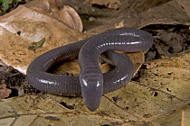 Caecilian (Gymnophis multiplicata) a vertebrate, is almost exclusively subterranean, rarely emerging to the surface, Costa Rica