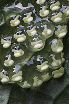 Red-eyed Tree Frog (Agalychnis callidryas) embryos in egg sacs, a few days old, Costa Rica