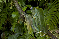 Malagasy Web-footed Frog (Boophis luteus) male guarding the female in a behavior known as amplexus, Madagascar