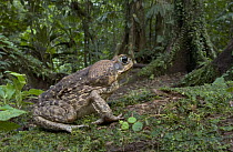 Cane Toad (Bufo marinus) the large swollen parotid glands behind the head of the cane produce a mixture of fourteen different toxins affecting the nervous system of any predator inexperienced enough t...