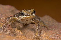 Western Nimba Toad (Nimbaphrynoides occidentalis) unique among amphibians to give birth to live, fully formed young toads, allowing it to survive in environments with unpredictable availability of wat...