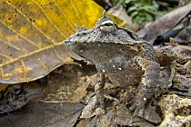 Solomon Island Leaf Frog (Ceratobatrachus guentheri) unlike most aquatic breeding frogs, females lay their eggs in shallow underground nests from which tiny but fully developed froglets hatch without...