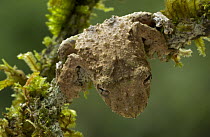 Warty Treefrog (Scinax boulengeri) camouflaged on mossy twig, Costa Rica
