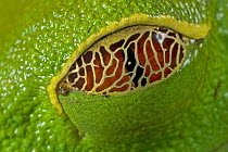 Red-eyed Tree Frog (Agalychnis callidryas) semi-transparent eyelid that allows it to see its surroundings even while resting, Costa Rica