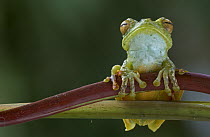 Canal Zone Treefrog (Hypsiboas rufitelus) portrait, Costa Rica