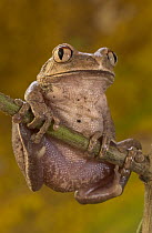 African Tree Frog (Leptopelis hyloides) common in West African forests, their adaptations to the arboreal lifestyle such as enlarged toe pads and grasping fingers are examples of evolutionary converge...